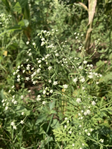 Santa Maria feverfew