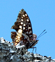Charaxes penricei penricei