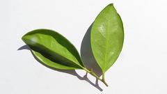 Chaetocarpus myrsinites