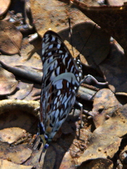 Charaxes penricei penricei