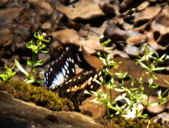 Charaxes penricei penricei