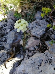 Erysimum flavum altaicum