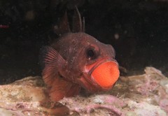 Vincentia novaehollandiae
