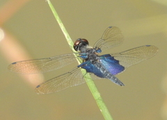 Rhyothemis triangularis