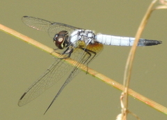 Aethriamanta gracilis