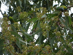 Parvipsitta porphyrocephala