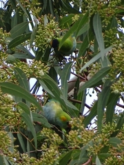 Parvipsitta porphyrocephala