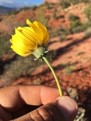 Thelesperma subnudum