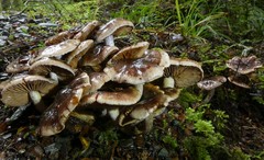 Cortinarius dysodes