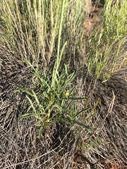 Thelesperma subnudum