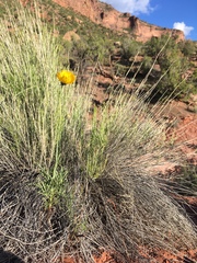 Thelesperma subnudum