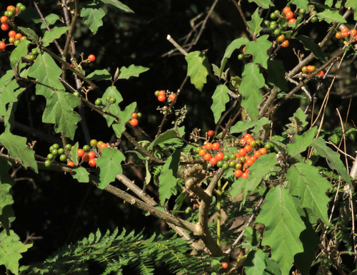 Sodom Apple (Solanum anguivi)