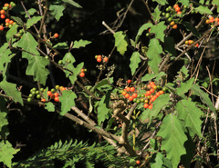 Sodom Apple (Solanum anguivi)