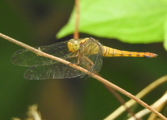 Orthetrum testaceum