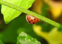 Coccinellidae