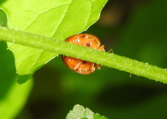 Coccinellidae