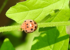 Coccinellidae