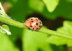 Coccinellidae
