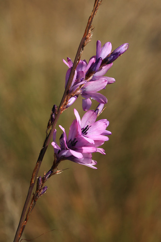 Image of Dierama Galpinii (Dierama galpinii) by (c) Wynand Uys, some rights reserved (CC BY)