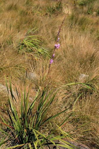 Image of Dierama Galpinii (Dierama galpinii) by (c) Wynand Uys, some rights reserved (CC BY)