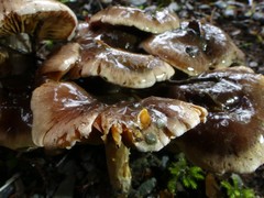 Cortinarius dysodes