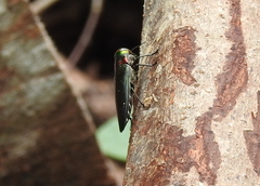 Actenodini
