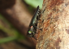 Actenodini