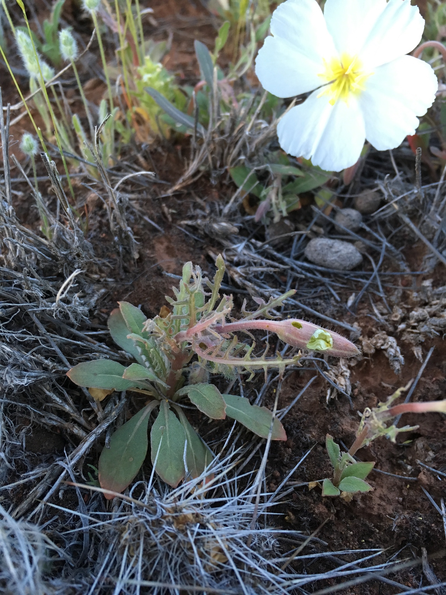 Oenothera albicaulis