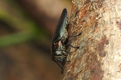 Actenodini