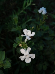 Chascanum cuneifolium