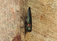 Actenodini