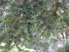 Tsuga sieboldii