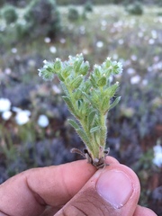 Cryptantha crassisepala
