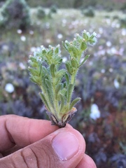 Cryptantha crassisepala