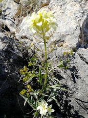 Erysimum flavum altaicum