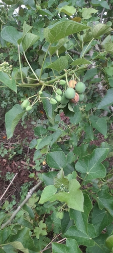 Image of Jatropha curcas by (c) P Jeganathan, some rights reserved (CC BY)