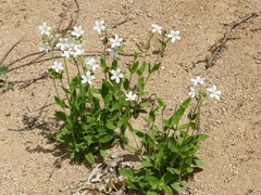 Cerastium pauciflorum