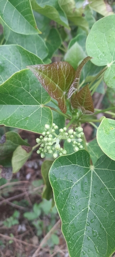 Image of Jatropha curcas by (c) P Jeganathan, some rights reserved (CC BY)