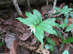 Disporum smilacinum