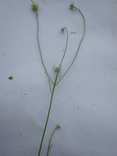 Image of Tolpis umbellata by (c) Pere Barnola, some rights reserved (CC BY-SA)