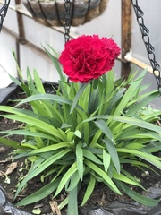 Dianthus caryophyllus