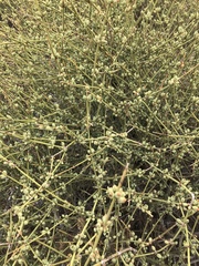 Ephedra californica