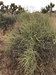 Ephedra californica