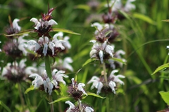 Monarda clinopodioides