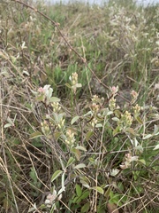 Amelanchier spicata