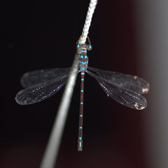 Podolestes coomansi