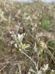 Amelanchier spicata