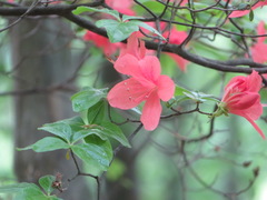 Rhododendron kaempferi