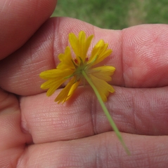 Helenium amarum badium