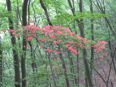 Rhododendron kaempferi